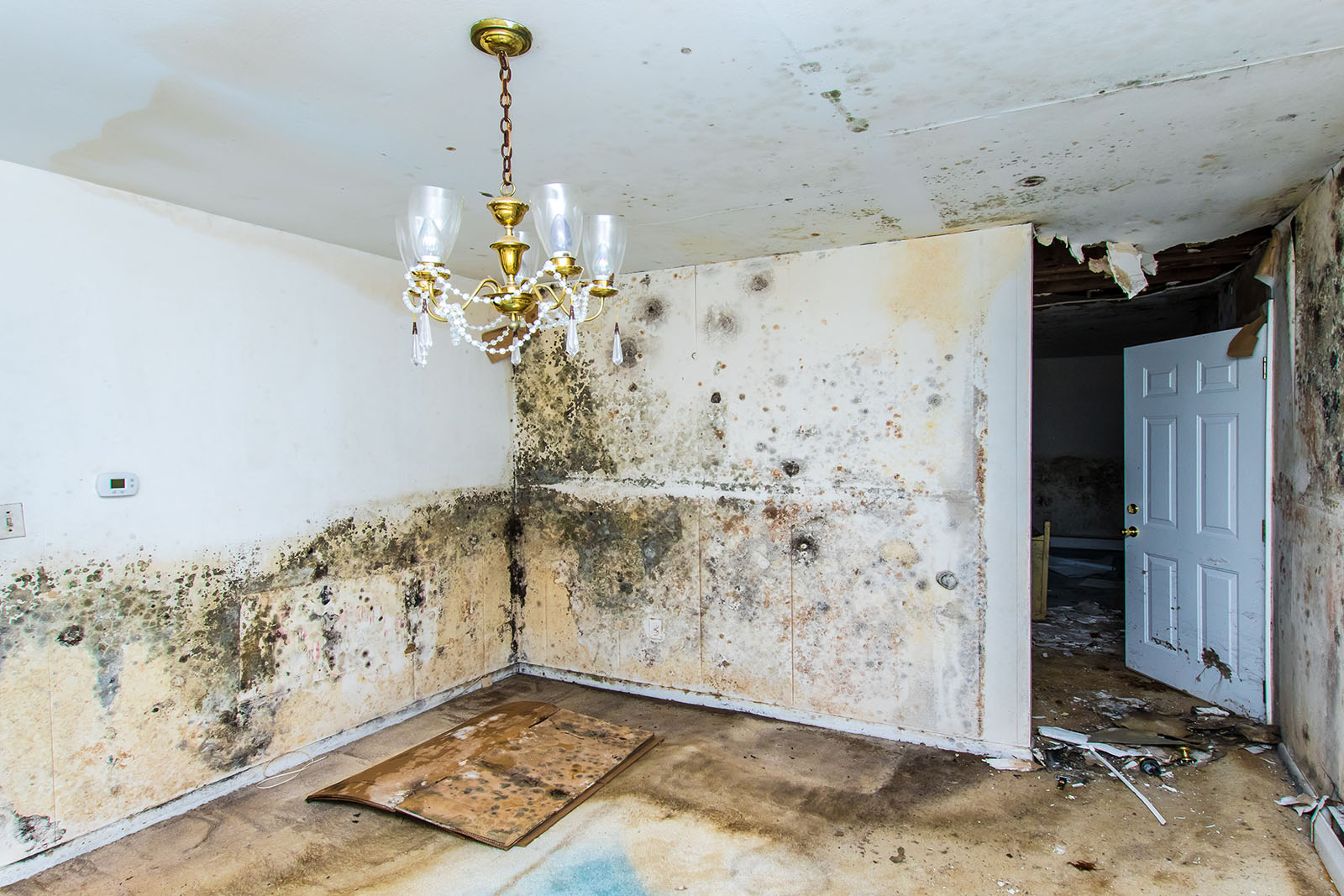 mold in home is dangerous MD